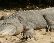 Crocodilo (4)