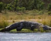 Crocodilo (13)