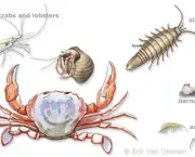 Crustaceos Vida e Especie (1)