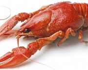 ciencia-lagostim-crawfish-20140613-001-size-598