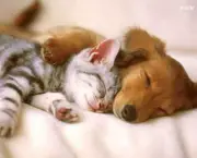 Cats And Dogs Hugging