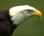 curiosidade-sobre-a-aguia (15)