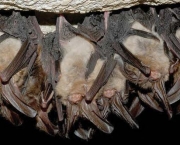 Curiosidades Sobre Morcegos (3)