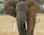 Curiosidades Sobre os Elefantes (1)