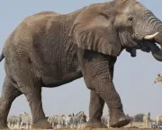 Curiosidades Sobre os Elefantes (2)