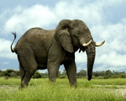 Curiosidades Sobre os Elefantes (8)