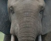 Curiosidades Sobre os Elefantes (16)