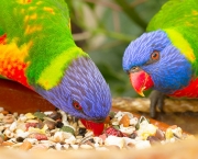 Dicas De Alimentacao Para Aves (1)