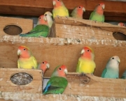 Dicas De Alimentacao Para Aves (4)