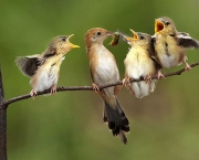 Dicas De Alimentacao Para Aves (15)