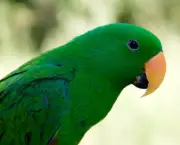 Treinar e Domesticar Papagaios (3)