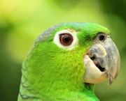 Treinar e Domesticar Papagaios (8)