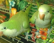 Treinar e Domesticar Papagaios (10)