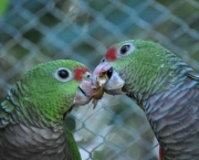 Treinar e Domesticar Papagaios (14)