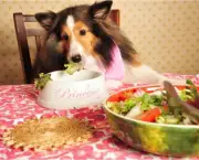 Dieta Vegetariana Para Cães (7)