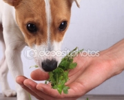 Dieta Vegetariana Para Cães (12)