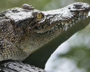 Diferenças Entre Crocodilo e Jacaré (6)