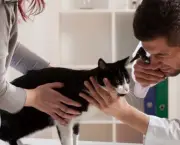 Doencas Comuns Em Gatos (5)