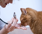Doencas Comuns Em Gatos (9)