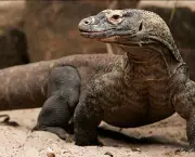 Dragão de Komodo (17)