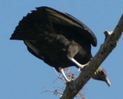 Black Vulture - Cathartidae Coragyps atratus