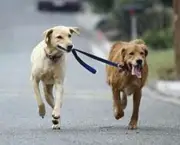 exercising-dogs4-12