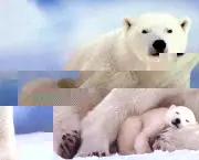 urso-polar-caracteristicas-alimentacao-habitat-e-reproducao