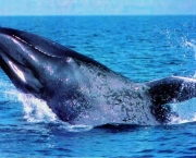 foto-baleia-azul-01