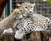 Two-and-a-half-month-old Persian leopard cub Chui, left, and her nine-year-old mother Cezi, seen in their enclosure, in Budapest Zoo, Hungary, Wednesday, Dec. 17, 2008. (AP Photo/MTI, Attila Kovacs)