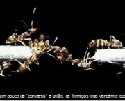 feromonios-insetos-2