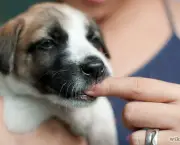 670px-Train-a-Puppy-Not-to-Bite-Step-1