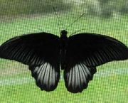 Foto de borboleta preta 1