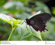 http://www.dreamstime.com/stock-images-black-red-butterfly-image6275504