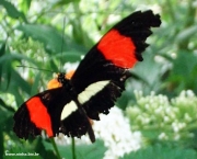 Foto de borboleta preta 4