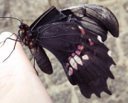Foto de borboleta preta 5