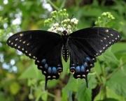 Foto de borboleta preta 6
