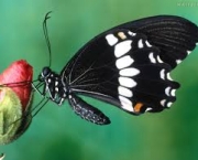 Foto de borboleta preta 7