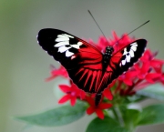 Foto de borboleta preta 9