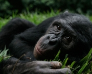 fotos-bonobo-1