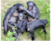 fotos-bonobo-3