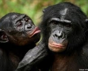 fotos-bonobo-7