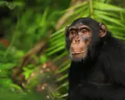 Fotos Chimpanzés (2)