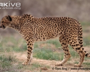 ARKive image GES115138 - Cheetah
