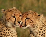 Cheetah (Acinonyx jubatus) cubs licking each other
