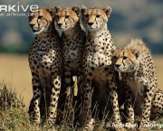 ARKive image GES113690 - Cheetah