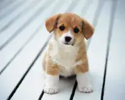 So-cute-puppies-14749028-1600-1200