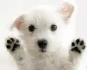 White-Cute-Puppy-