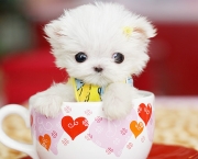 cute-puppy1