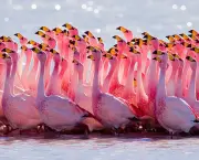 Fotos Flamingo (4)