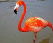 Fotos Flamingo (5)